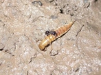 ...nicméně i ony se stávají na suchém dně obětí predátorů jako jsou mravenci...
