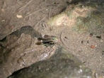...a některým druhům dokonce vyschnutí dna pro rozmnožování vyhovuje (moucha z čeledi lupicovití).